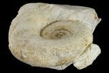 Jurassic Ammonite (Lytoceras) Fossil #117149-1